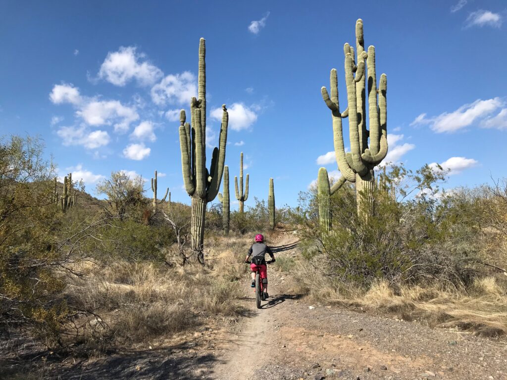 A person bikes between cactuses on a dirt trail
