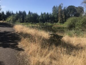 Three Creeks Floodplain Enhancement Project