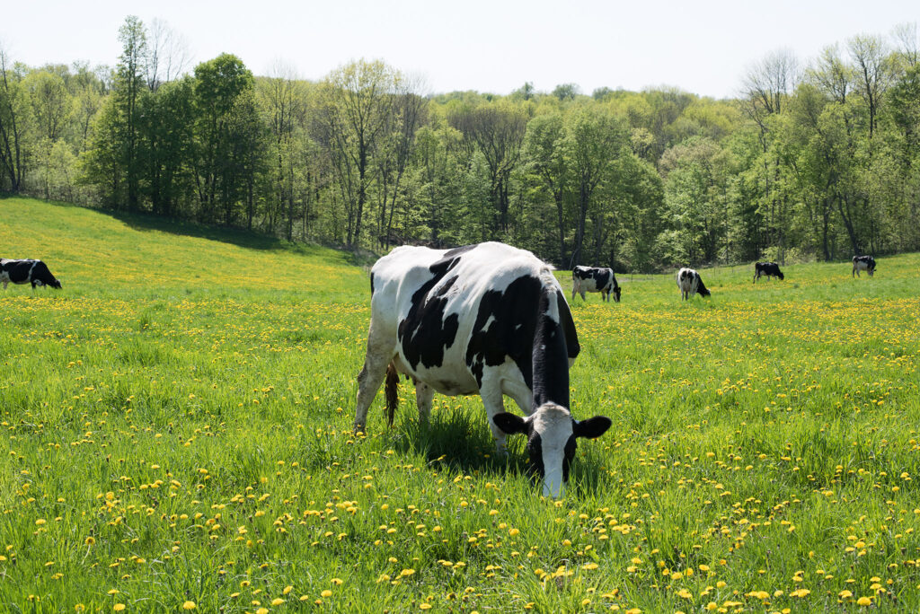 A cow in a green pasture eating grass