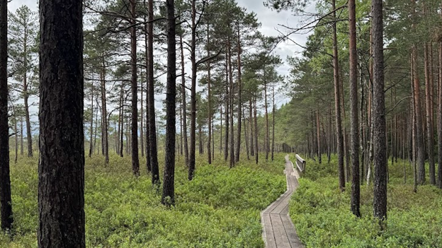 A walkway through a wooded area