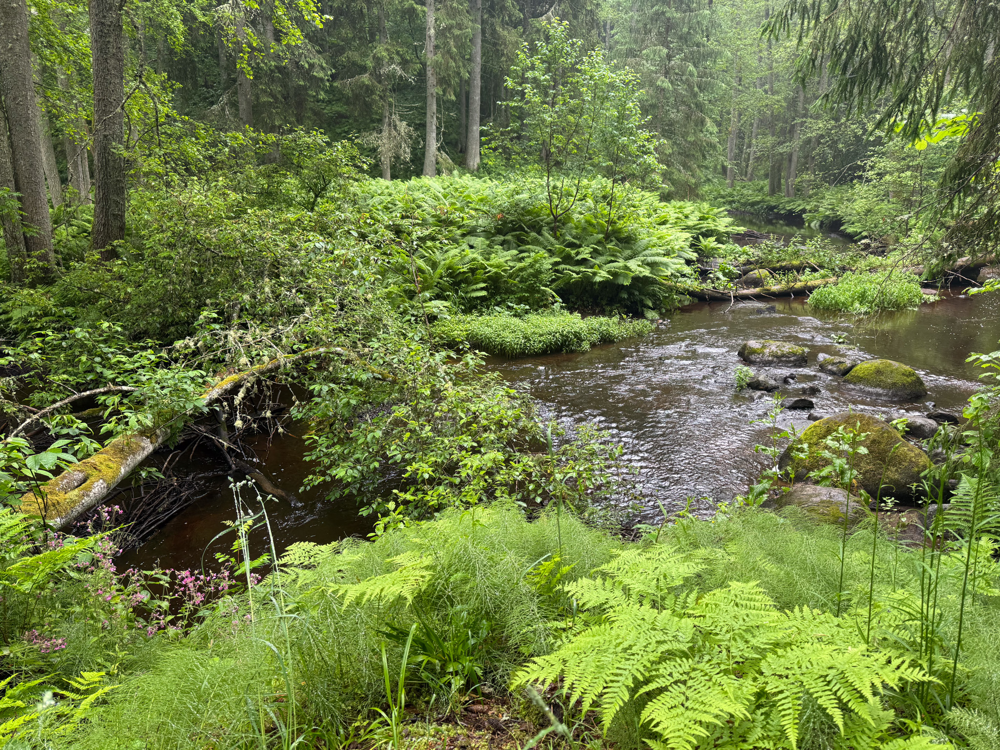 A stream with vegetation around it