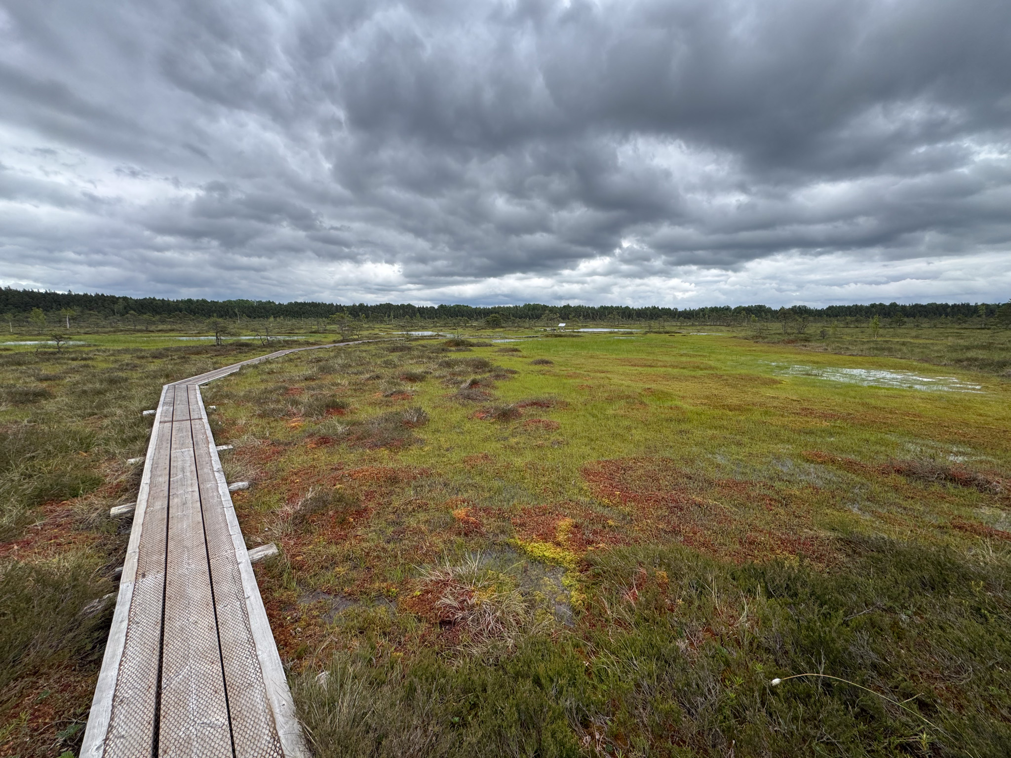 A pathway through a bog with a gray sky