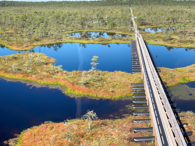 A bird's eye view of a bog with a walkway