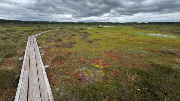 A walkway through a bog with a gray sky