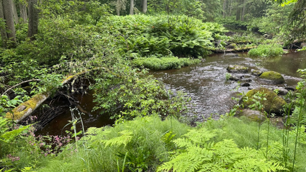 Riparian vegetation along a stream