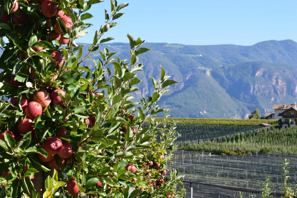 A close up of an apple tree with a vineyard and hills in the background