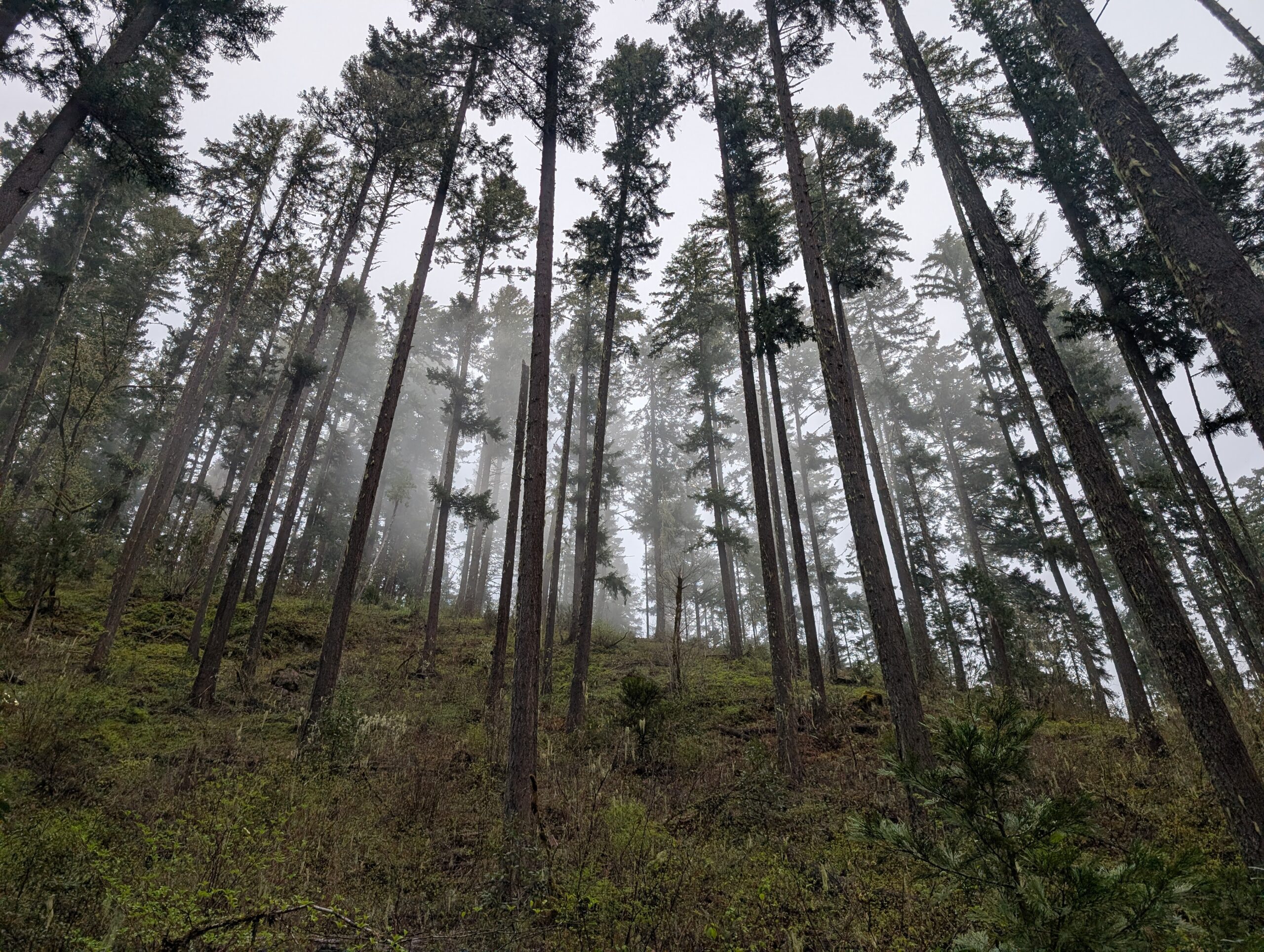 Tall conifer forest with misty fog between slender trunks and a green undergrowth ground.