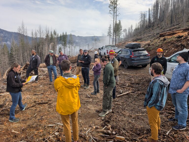 A group of people standing along a hillside where trees have been cut down.