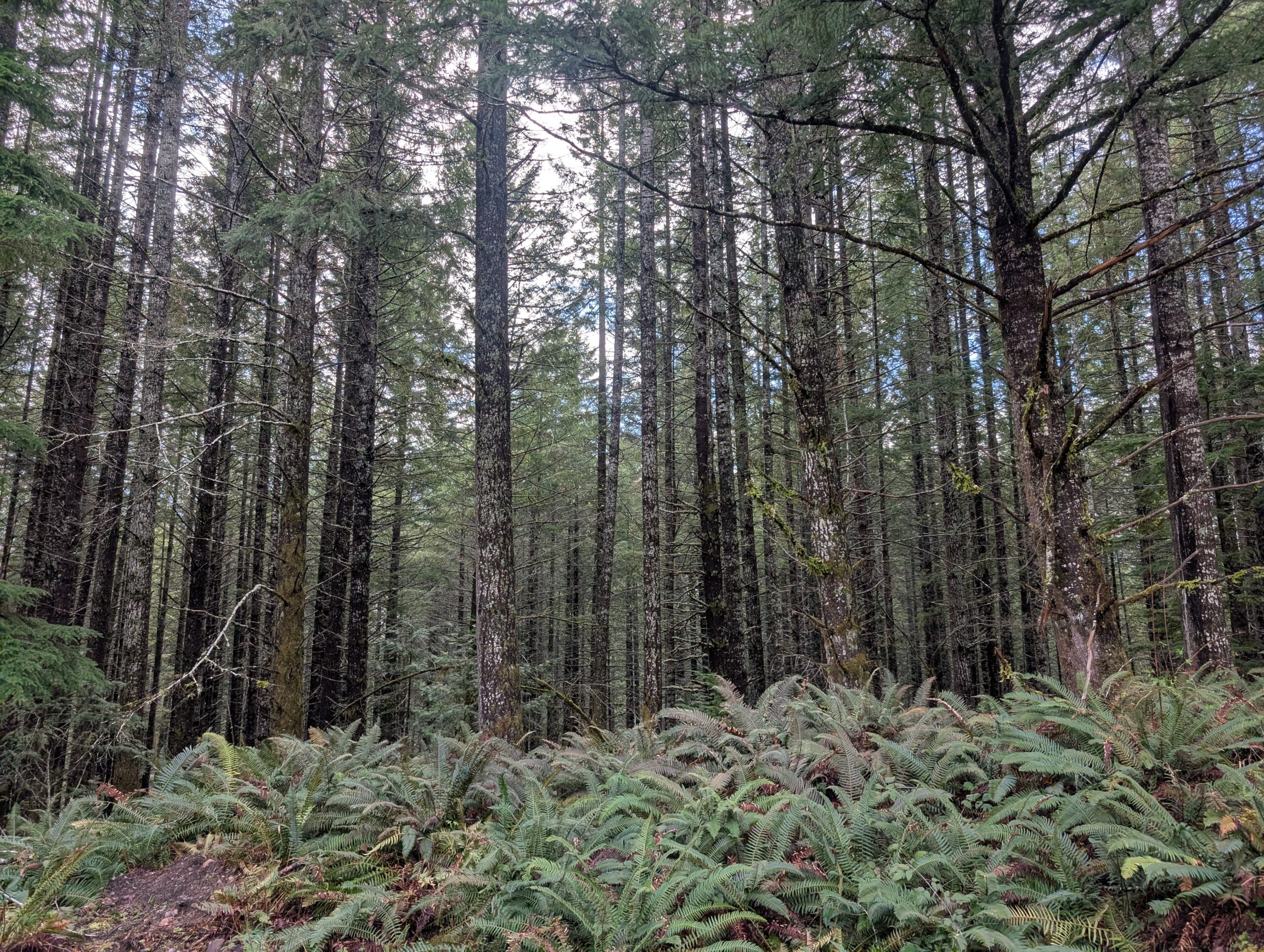 Dense forest with tall conifers and a carpet of green ferns on the forest floor.