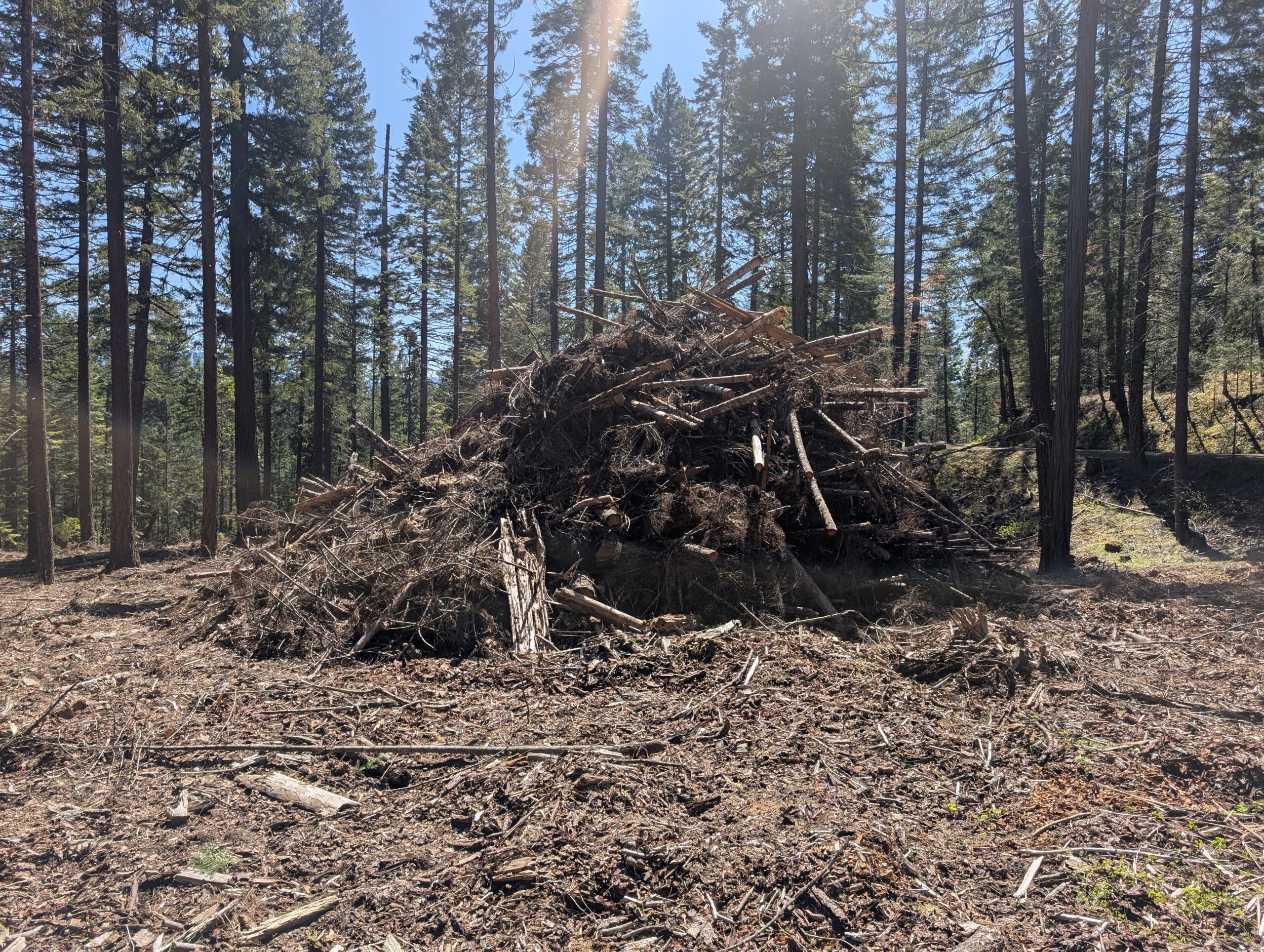 Pile of fallen branches and logs in a sunlit pine forest, centered in the image.