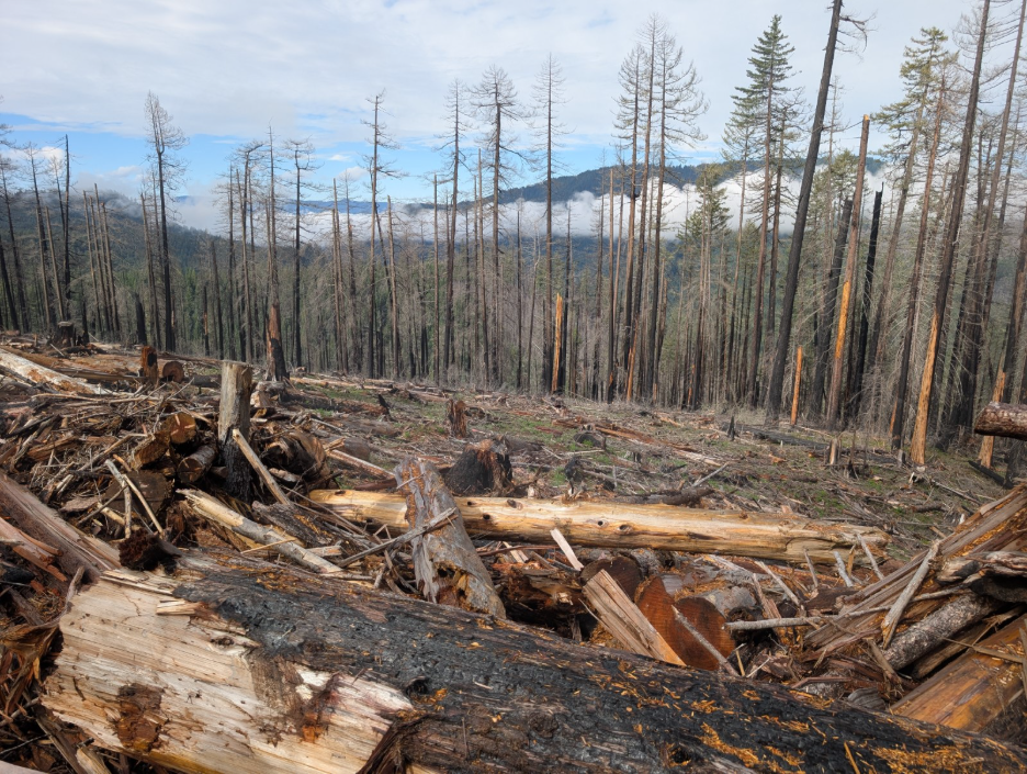 Woody debris on a hillside with sparse trees in the distance.
